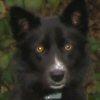 Bosco - Sit Happens Dog Training - Featured Puppy