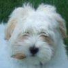Brinkley - Sit Happens Dog Training - Featured Puppy