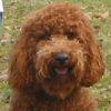Charlie - Sit Happens Dog Training - Featured Puppy