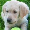 Hunter - Sit Happens Dog Training - Featured Puppy