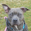 Lexi - Sit Happens Dog Training - Featured Puppy