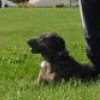 Maggie - Sit Happens Dog Training - Featured Puppy