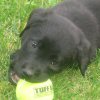 Murphy - Sit Happens Dog Training - Featured Puppy