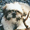 Roxy - Sit Happens Dog Training - Featured Puppy