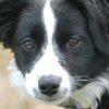 Sierra - Sit Happens Dog Training - Featured Puppy