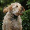 Tucker - Sit Happens Dog Training - Featured Puppy